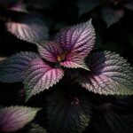 The Omega-3 Plant That Half a Billion People Eat Every Week (And the West Has Never Heard Of)