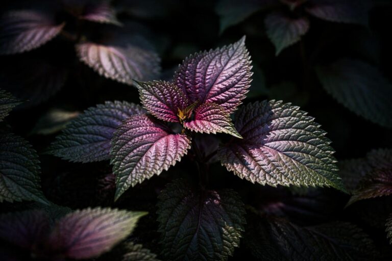 The Omega-3 Plant That Half a Billion People Eat Every Week (And the West Has Never Heard Of)