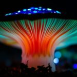 Microdosing Protocols Compared: Finding the Right Rhythm for Your Inner Journey