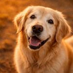 What a Dog Named Riley Taught Us About Heaven, Spirit, and the Animals Who Never Leave